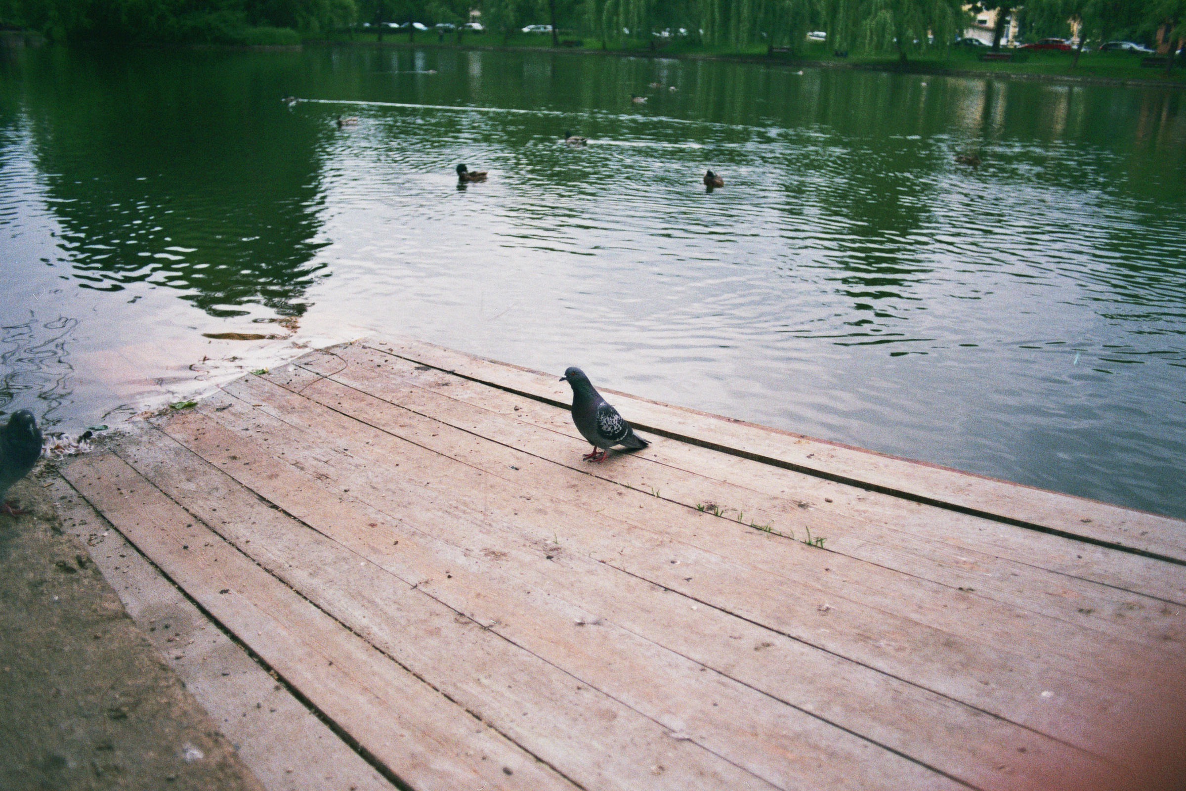 Lonely pidgeon.